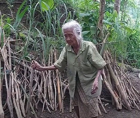 kisah pilu nenek tua tinggal sebatang kara cuma bisa makan sisa tiwul singkong jemur