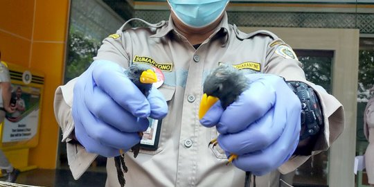 633 Burung dan Kura-Kura Diselundupkan ke Surabaya