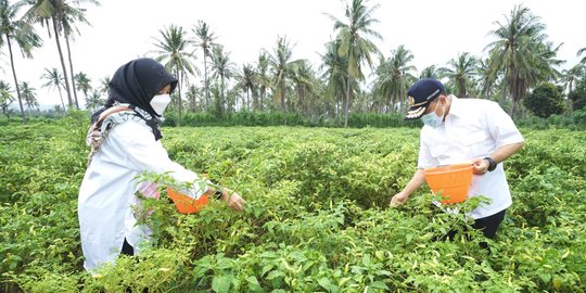 Cara Membuat Pupuk Organik Sendiri Di Rumah, Mudah Dilakukan