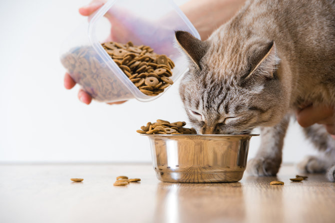 bingung cara memberikan camilan pada kucing ini panduan singkatnya