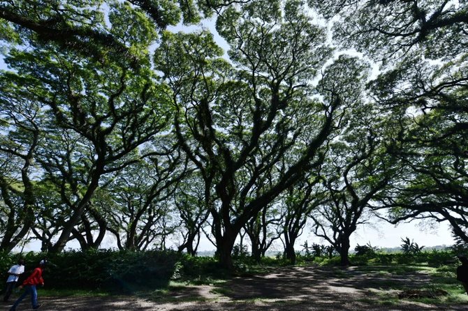 kunjungi de djawatan puan tuliskan pesan untuk banyuwangi