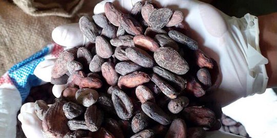 Kualitas Semakin Diakui, Ekspor Kakao Jembrana Terus Meningkat