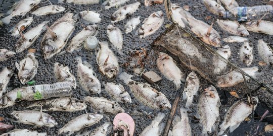 Ribuan Ekor Ikan Mati di Danau Batur, Petani Rugi Ratusan Juta Rupiah
