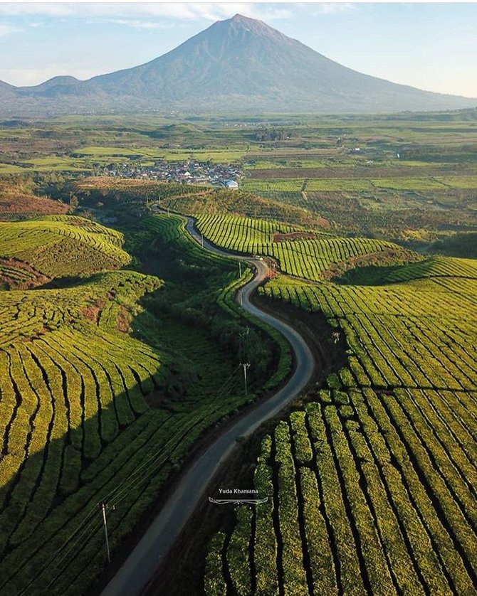 kebun teh kayu aro