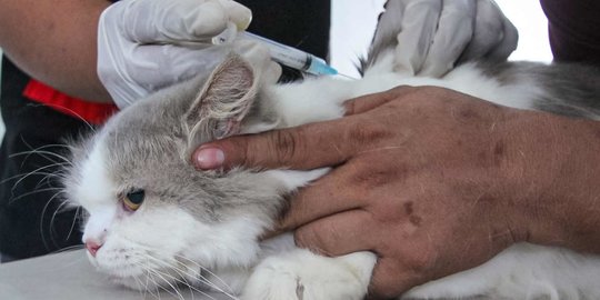 Ratusan Hewan Peliharaan di Tangerang Disuntik Vaksin Antirabies