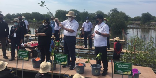Berkat Rehabilitasi Mangrove, RI Kini jadi Penyumbang Kredit Karbon Terbesar Dunia