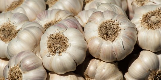 Stok Menipis, Dishanpan Jateng akan Impor Bawang Putih dari China