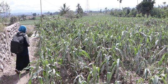 3.045 Hektare Lahan Pertanian Rusak Akibat Erupsi Sinabung