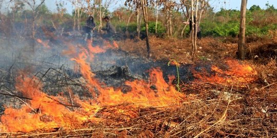 Luas Kebakaran Hutan dan Lahan di Nagan Raya Aceh Mencapai 17,5 Hektare
