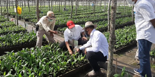Dimulai Sejak 2019, Program Peremajaan Sawit Rakyat di Riau Capai 9.500 Hektare