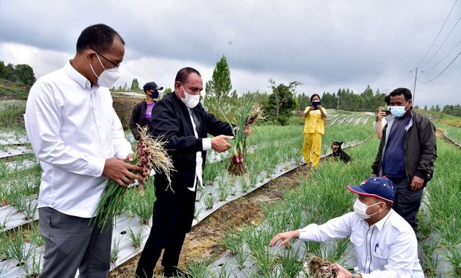 panen perdana di food estate humbahas dinilai berhasil ini harapan gubernur sumut