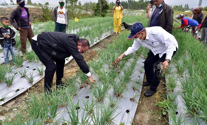 panen perdana di food estate humbahas dinilai berhasil ini harapan gubernur sumut