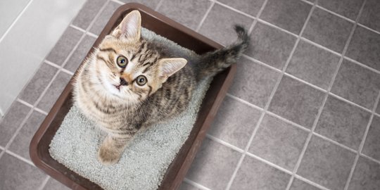 5 Cara Efektif Hilangkan Bau Kotak Pasir Kucing di Rumahmu