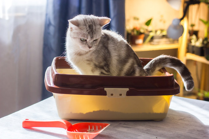 5 Cara Efektif Hilangkan Bau Kotak Pasir Kucing di Rumahmu 