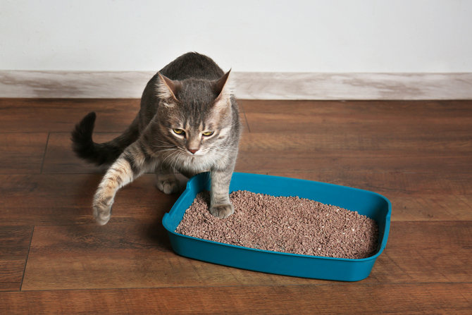 5 cara efektif hilangkan bau kotak pasir kucing di rumahmu