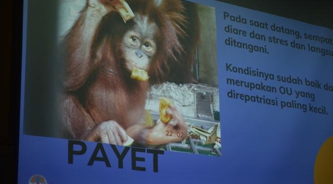 9 orangutan dari malaysia berhasil dipulangkan ke sumut begini kondisinya sekarang