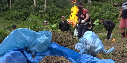 Penyelundupan 115 Kilogram Dalam Drum Minyak Tanah Bongkar Ladang Ganja di Mandailing