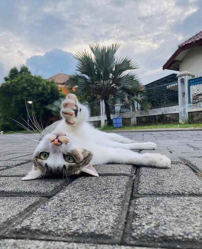 kucing kesayangan haico