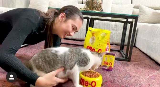 kucing kesayangan haico