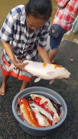 viral emak emak masak ikan koi jadi hidangan makanan bikin mewek netizen