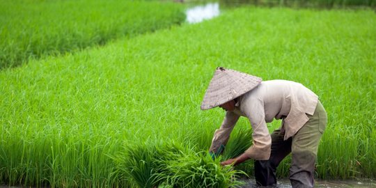 uu cipta kerja dorong alih fungsi lahan sawah