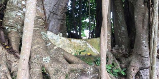 Unik dan Tak Biasa, Ini Penampakan Makam di Atas Pohon di Samosir