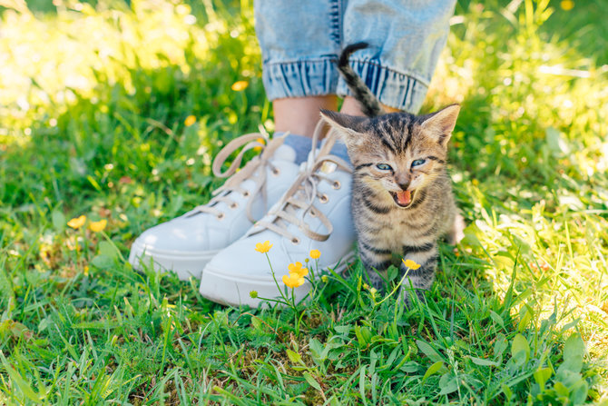 5 tanda kucing kesepian pertimbangan tepat untuk cari anabul kedua