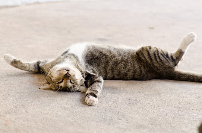 5 tanda kucing kesepian pertimbangan tepat untuk cari anabul kedua