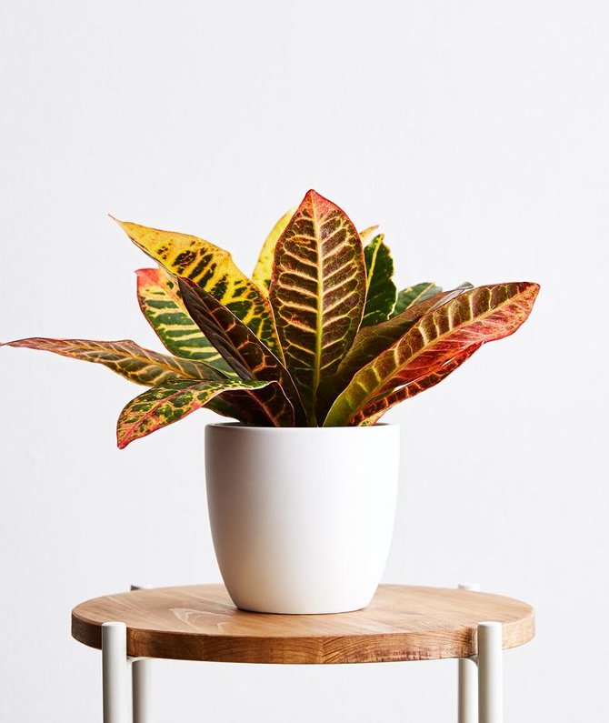 ilustrasi oakleaf croton