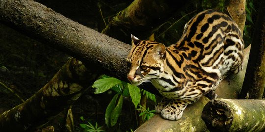 Fakta Margay Kucing Hutan Cantik Yang Jago Memanjat Pohon Merdeka Com