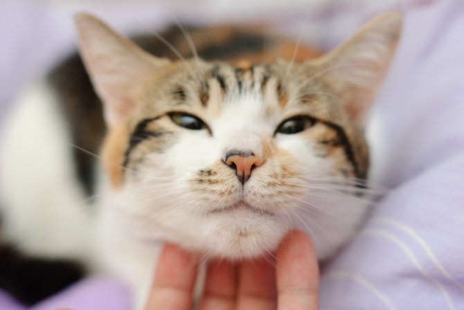 Alasan Kucing Stres Hadapi Perubahan Rutinitas 