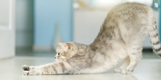 Fakta Seringnya Kucing Stretching, dari Tanda Nyaman Hingga Jaga Kesehatan