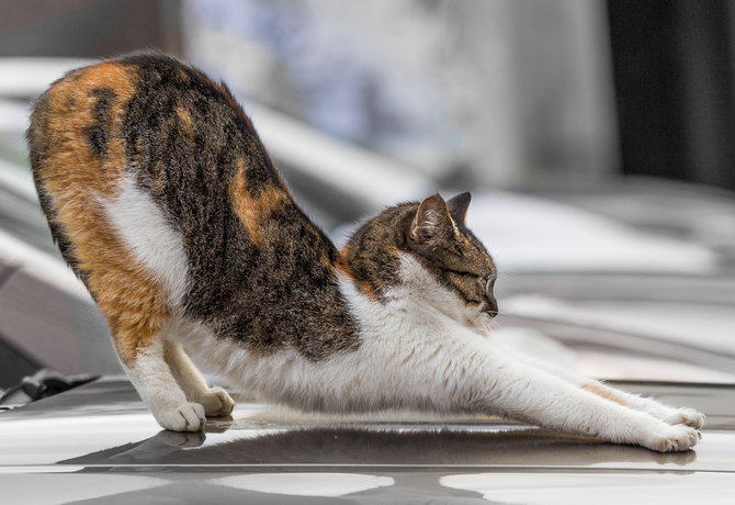 fakta seringnya kucing stretching dari tanda nyaman hingga jaga kesehatan