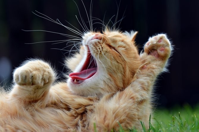 fakta seringnya kucing stretching dari tanda nyaman hingga jaga kesehatan