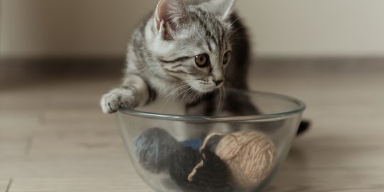 Kucing Suka Memasukkan Mainan ke Wadah Makannya, Apa Tujuannya?