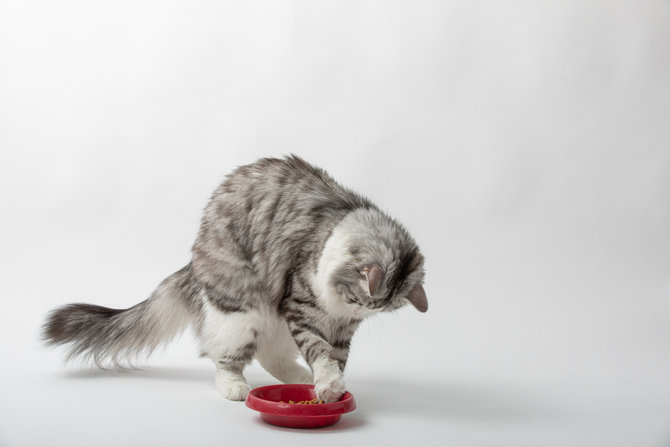 kucing suka memasukkan mainan ke wadah makannya apa tujuannya