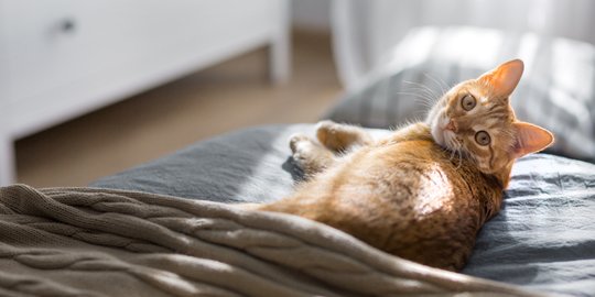 Wajib Waspada, Ini 4 Penyakit yang Sering Disembunyikan Kucing