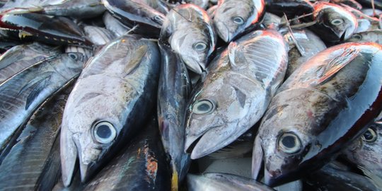 Bangun SLIN, Pemerintah Ingin Tekan Ketimpangan Harga Ikan