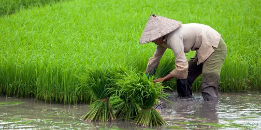 Program Pendampingan Pertanian Petrokimia Gresik Dongkrak Kesejahteraan Petani