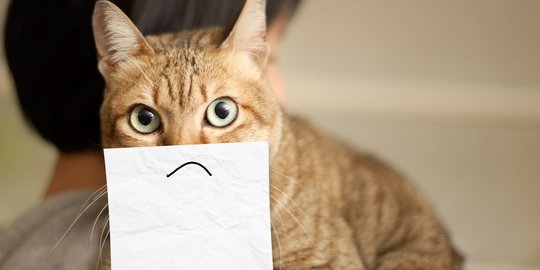 Tampak Mudah, Nyatanya 4 Hal ini Sulit Dilakukan Kucing