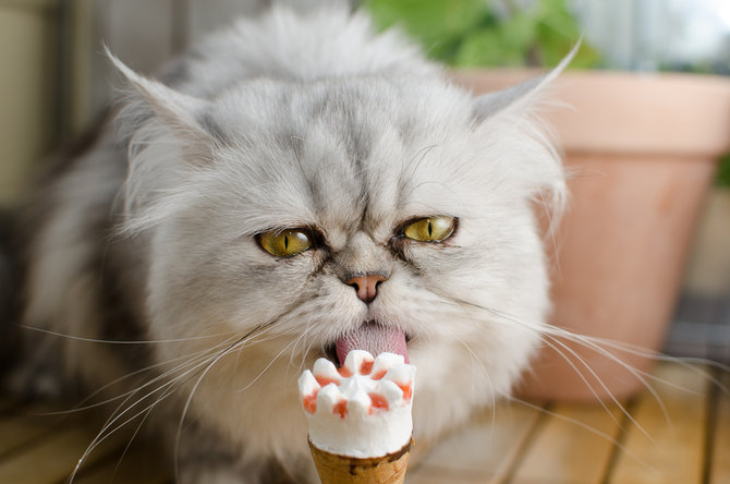tampak mudah nyatanya 4 hal ini sulit dilakukan kucing