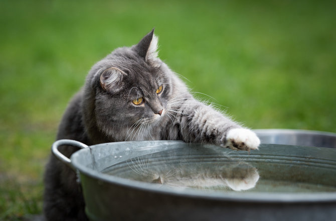 tampak mudah nyatanya 4 hal ini sulit dilakukan kucing