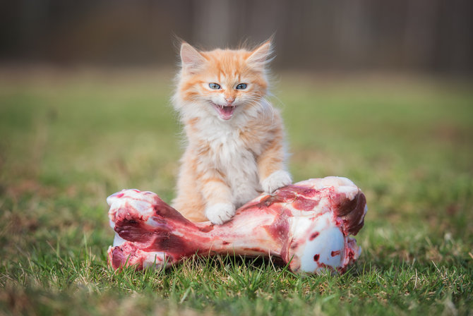 tampak mudah nyatanya 4 hal ini sulit dilakukan kucing