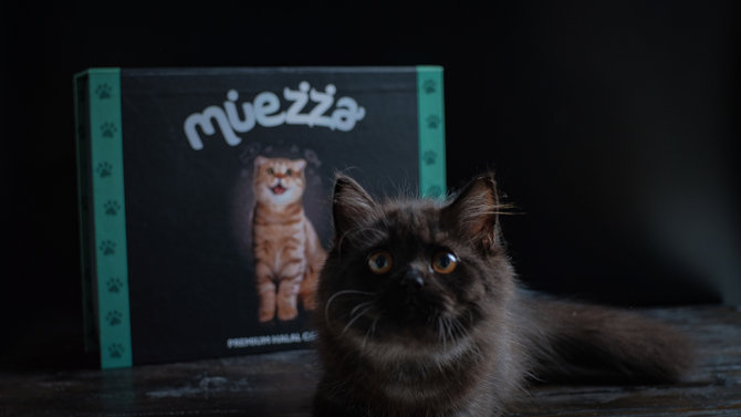jangan salah pilih makanan kucing lucu baca dulu label nutrisinya