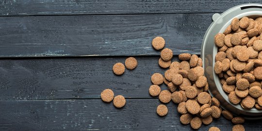 Tips Ampuh Menyimpan Makanan Kucing Jauh dari Serbuan Semut