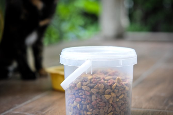 tips ampuh menyimpan makanan kucing jauh dari serbuan semut