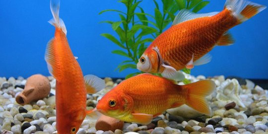 dorong ekspor ikan hias, kkp resmikan pusat koi dan maskoki di raiser cibinong