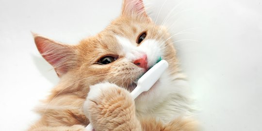 Fakta Unik Gigi Kucing, Fungsinya Bukan Hanya untuk Makan