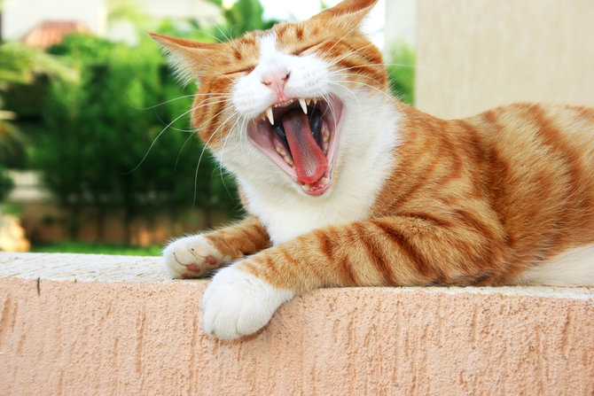 fakta unik gigi kucing fungsinya bukan hanya untuk makan