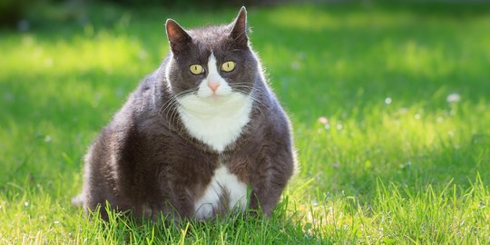 Jangan Dianggap Lucu, Ini Fakta di Balik Kucing yang Kegemukan